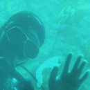 제주연안 연산호 군락지 | &#34;제주도 아이와 가볼만한곳 👉 서귀포 잠수함 솔직 후기&#34;