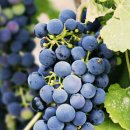 동운농장 이미지