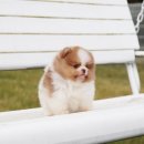 러블릿캔넬 이미지