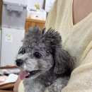 최재호 한방동물병원 | 강아지 허리디스크 후지마비 침치료 리얼 후기 :: 한양한방동물병원(예약방법, 현장웨이팅방법)