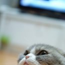 유얼마이독(you're my dog) | 여우는 어떻게 울지?