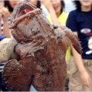 아귀사랑 이미지