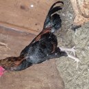 핸섬가이 이미지