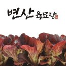 모종샐러드 이미지