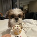 댕스밀 | 강릉 댕스데이 ㅣ 강릉여행 중 강아지 케이크 맞춤 제작 후기