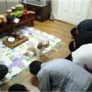 개밥주세요 이미지