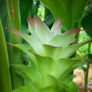 백조농장 이미지