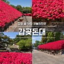 영산홍 | 강화 여행 가볼만한곳 갑곶돈대 강화전쟁박물관 영산홍 실시간 개화 상황 및 방문 후기