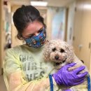 (주)코로나펫 이미지