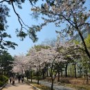 나무소풍공방 | 2026 국회 봄소풍 후기 | 공짜 에어쇼에 에어바운스까지, 이게 진짜 봄나들이