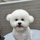 온 그루밍 | 대전 복수동 옆 정림동 애견미용실 댕댕그루밍에서 귀툭튀로 이뻐진 비숑 친구를 소개합니다~