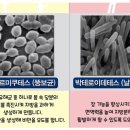 클린톡