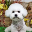 아지케어 이미지