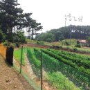 마금목장 이미지