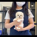 대명동 강아지 이미지