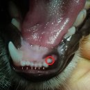 중동 우리아이 동물병원 이미지