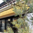 7446 | 제주화덕피자 이도이동브런치카페 금요일의아침조금 데이트 후기