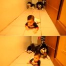 아기애견 이미지