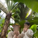 몽키바나나 | 제주이색체험 제주아이랑가볼만한곳 바나나농장체험 스위트몽키 내돈내산 체험후기