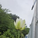 백련 이미지
