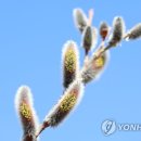 버들강아지 이미지