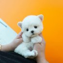 대구강아지분양 테디럽 이미지