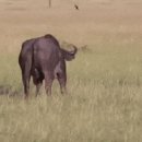 하이에나 PC 이미지