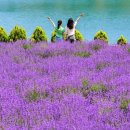 (주)라벤더투어 이미지