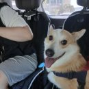 펫사랑 콜 이미지