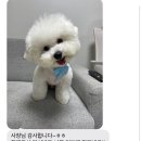 윌리하니 그루밍 이미지