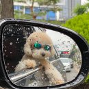 미래애견 이미지