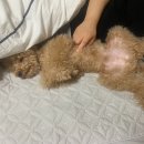 일랑일랑 애견캠핑 앤 카라반