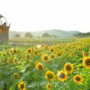 해바라기둘 이미지