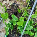 송화농장 이미지