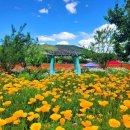 양귀비 - 군산시 중앙로 80-14 | 양귀비