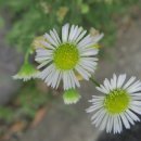 논현13단지푸르네마을 이미지