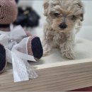 냥만스럽개 이미지