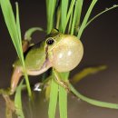 [동물 이야기] 우리나라에서 가장 작은 개구리… 울음소리도 청개구리와 달라요 이미지