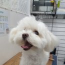 오늘도귀엽개 이미지