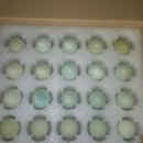 순풍농장 이미지