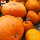 코비한의원 이미지