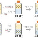 5. 식품 중에 함유된 기름이 Bacillus subtills 아포의 내열성에 미치는 영향 이미지
