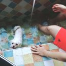 산타모니카애견펜션 | 거제도 애견동반 펜션 산타모니카 후기 : 2탄