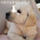 야옹아멍멍해봐(두정점) 이미지