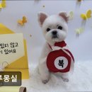 그루몽실 | (수원, 강아지, 고양이, 애견미용, 추천!) 그루몽실 수원 그루몽실, 맞춤 케어로 인기