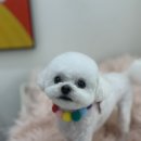 애기 강아지 반려견전문샵 이미지