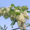 아카시아 이미지