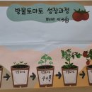 *방울토마토를 심어요 - 끝까지 읽고 미션을 확인해주세요* 이미지