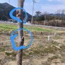 자두나무농장 Daum카페