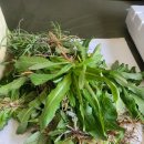 일호방앗간 이미지